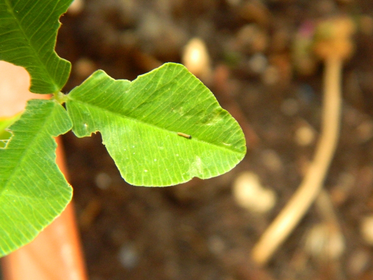 Colias crocea e uova